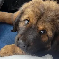 Moose, a male Tibetan Mastiff for sale in Salmon, ID – Photo 3 of 4