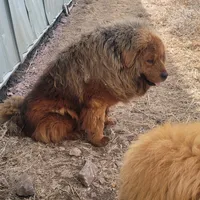 Maple, a female Tibetan Mastiff for sale in Salmon, ID – Photo 2 of 4