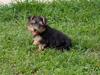 Girl #1, a female Yorkshire Terrier for sale in Belton, SC – 4 of 8
