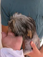 Boy, a male Yorkshire Terrier for sale in Belton, SC – 5 of 8