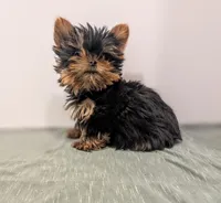 Mini boy , a male Yorkshire Terrier for sale in Belton, SC – Photo 1 of 4