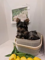 Mini boy , a male Yorkshire Terrier for sale in Belton, SC – 5 of 5