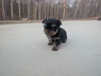 Mini boy , a male Yorkshire Terrier for sale in Belton, SC – Photo 4 of 6