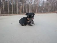 Mini boy , a male Yorkshire Terrier for sale in Belton, SC – Photo 5 of 6