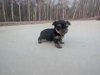 Mini boy , a male Yorkshire Terrier for sale in Belton, SC – Photo 6 of 6
