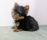 Mini boy , a male Yorkshire Terrier for sale in Belton, SC – Photo 2 of 4