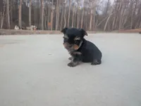 Mini boy , a male Yorkshire Terrier for sale in Belton, SC – Photo 2 of 6