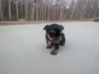 Mini boy , a male Yorkshire Terrier for sale in Belton, SC – Photo 3 of 6