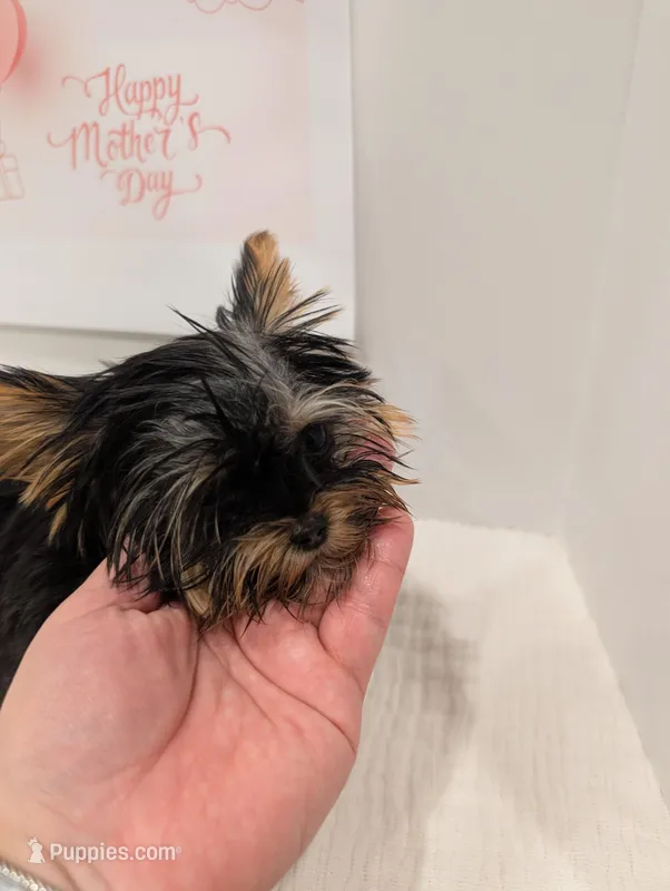 Mini boy  – Yorkshire Terrier puppy for sale in Belton, SC