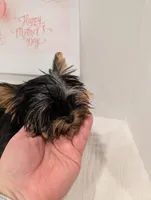 Mini boy , a male Yorkshire Terrier for sale in Belton, SC – 1 of 5