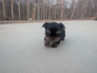 Mini boy , a male Yorkshire Terrier for sale in Belton, SC – Photo 1 of 6