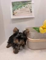 Mini boy , a male Yorkshire Terrier for sale in Belton, SC – 4 of 5