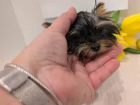 Mini boy , a male Yorkshire Terrier for sale in Belton, SC – 2 of 5