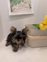 Mini boy , a male Yorkshire Terrier for sale in Belton, SC – 3 of 5