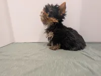 Mini boy , a male Yorkshire Terrier for sale in Belton, SC – Photo 3 of 4