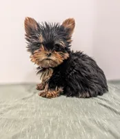 Mini boy , a male Yorkshire Terrier for sale in Belton, SC – Photo 4 of 4