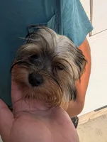 Boy, a male Yorkshire Terrier for sale in Belton, SC – 3 of 8