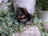 Mini girl , a female Yorkshire Terrier for sale in Belton, SC – 5 of 10