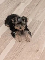 Girl #1, a female Yorkshire Terrier for sale in Belton, SC – 2 of 7