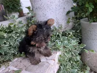 Mini girl , a female Yorkshire Terrier for sale in Belton, SC – 10 of 10