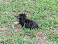 Girl #1, a female Yorkshire Terrier for sale in Belton, SC – 7 of 8
