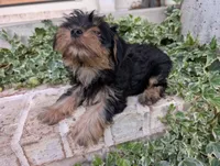 Boy "New", a male Yorkshire Terrier for sale in Belton, SC – 3 of 9