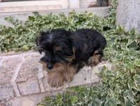 Boy "New", a male Yorkshire Terrier for sale in Belton, SC – 6 of 9