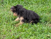 Girl #1, a female Yorkshire Terrier for sale in Belton, SC – 1 of 8