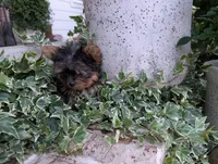 Mini girl , a female Yorkshire Terrier for sale in Belton, SC – 8 of 10