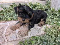 Boy "New", a male Yorkshire Terrier for sale in Belton, SC – 4 of 9