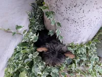Mini girl , a female Yorkshire Terrier for sale in Belton, SC – 3 of 10