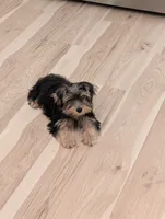 Girl #1, a female Yorkshire Terrier for sale in Belton, SC – 3 of 7