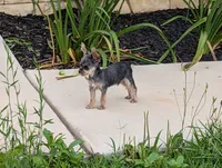 Mini boy , a male Yorkshire Terrier for sale in Belton, SC – 6 of 6