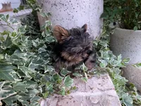 Mini girl , a female Yorkshire Terrier for sale in Belton, SC – 5 of 8