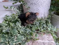 Mini girl , a female Yorkshire Terrier for sale in Belton, SC – 9 of 10