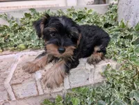 Boy "New", a male Yorkshire Terrier for sale in Belton, SC – 8 of 9