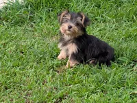 Girl #1, a female Yorkshire Terrier for sale in Belton, SC – 2 of 8