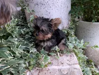 Mini girl , a female Yorkshire Terrier for sale in Belton, SC – 7 of 8