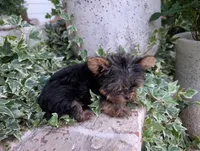 Mini girl , a female Yorkshire Terrier for sale in Belton, SC – 6 of 10