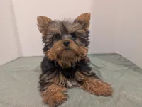Girl one, a female Yorkshire Terrier for sale in Belton, SC – Photo 3 of 5