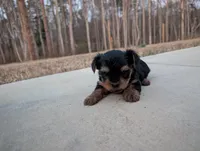 Girl one, a female Yorkshire Terrier for sale in Belton, SC – Photo 3 of 4