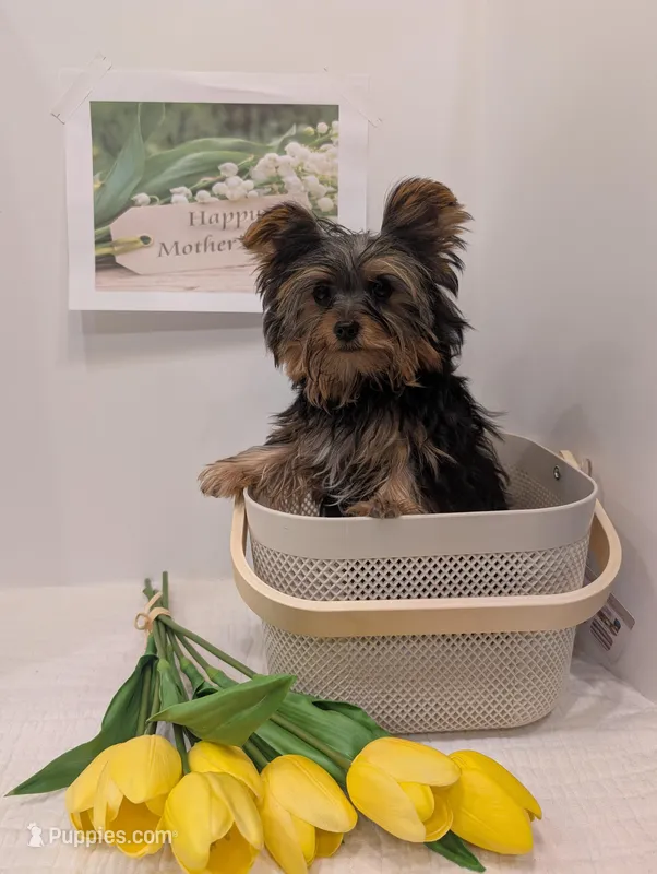 Girl one – Yorkshire Terrier puppy for sale in Belton, SC