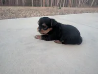 Girl one, a female Yorkshire Terrier for sale in Belton, SC – Photo 4 of 4