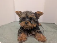 Girl one, a female Yorkshire Terrier for sale in Belton, SC – Photo 2 of 5