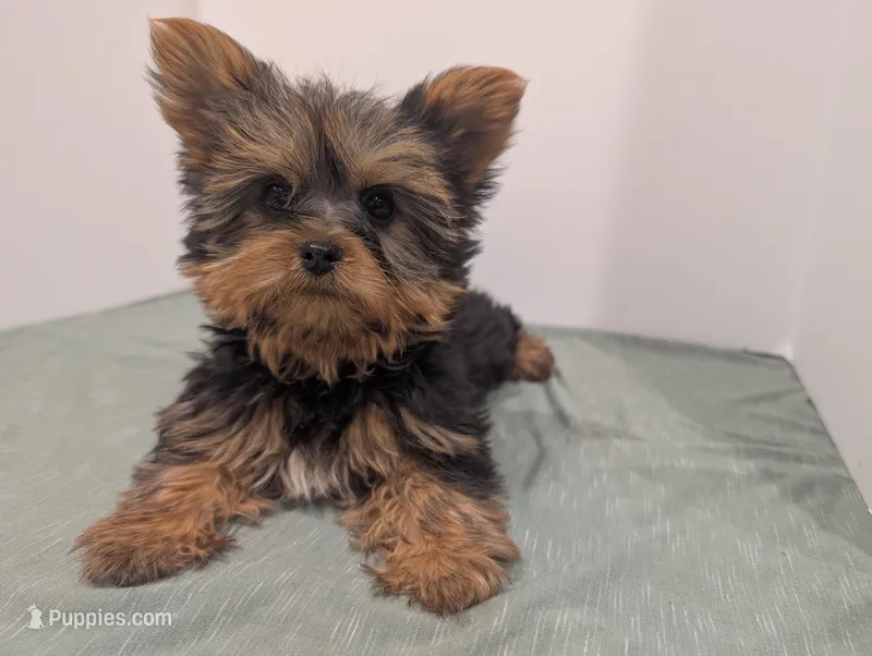 Girl one – Yorkshire Terrier puppy for sale in Belton, SC