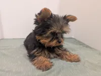 Girl one, a female Yorkshire Terrier for sale in Belton, SC – Photo 4 of 5