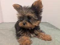 Girl one, a female Yorkshire Terrier for sale in Belton, SC – Photo 5 of 5