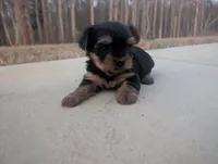 Girl one, a female Yorkshire Terrier for sale in Belton, SC – Photo 2 of 4