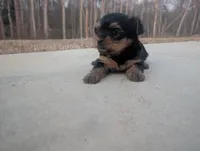 Girl one, a female Yorkshire Terrier for sale in Belton, SC – Photo 1 of 4