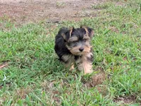 Girl #1, a female Yorkshire Terrier for sale in Belton, SC – 8 of 8